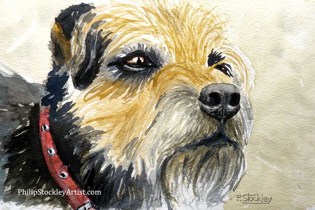 Ted, the border terrier dog